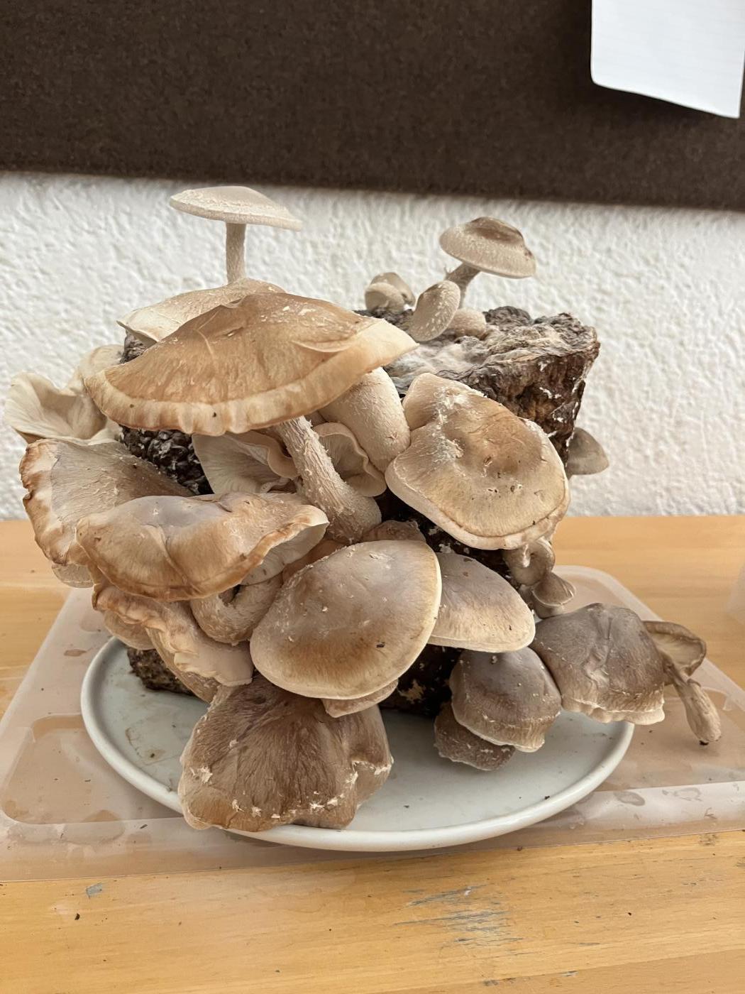 Pilze
